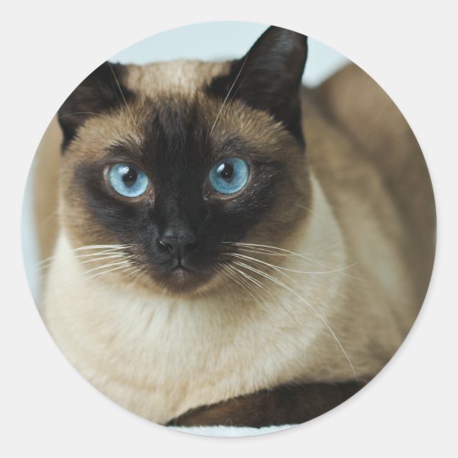 Beautiful Siamese Cat Photo Classic Round Sticker (Front)