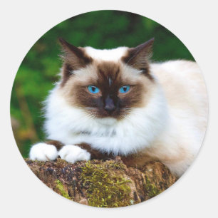 Beautiful Siamese Cat Photo Classic Round Sticker