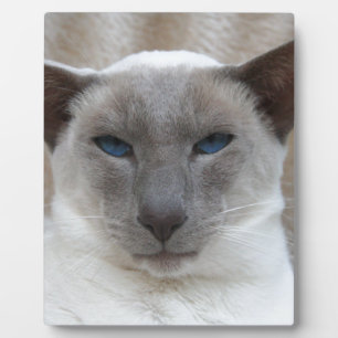 Beautiful Siamese Cat Plaque