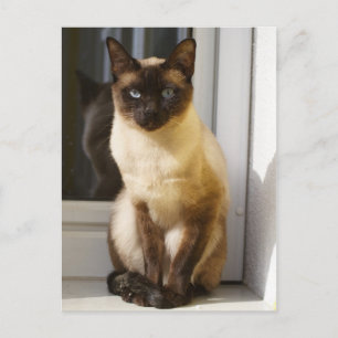 Beautiful Siamese Cat Postcard