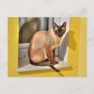 Beautiful Siamese Cat Postcard
