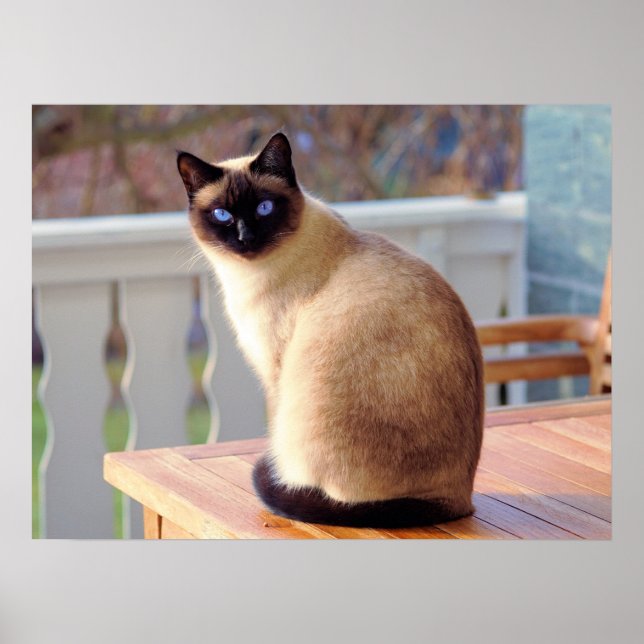 Beautiful Siamese Cat with Blue Eyes Poster (Front)