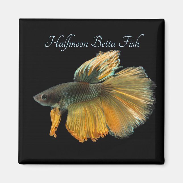 Beautiful Siamese Fighting Fish Betta Halfmoon    Magnet (Front)