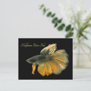 Beautiful Siamese Fighting Fish Betta Halfmoon Postcard