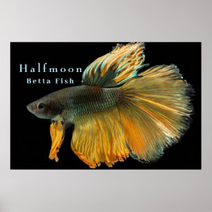 Beautiful Siamese Fighting Fish Betta Halfmoon     Poster
