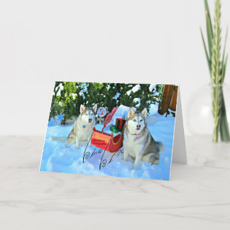 Beautiful Siberian Huskies in snow Holiday Card