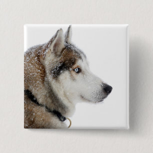 Beautiful Siberian Husky in the Snow 15 Cm Square Badge