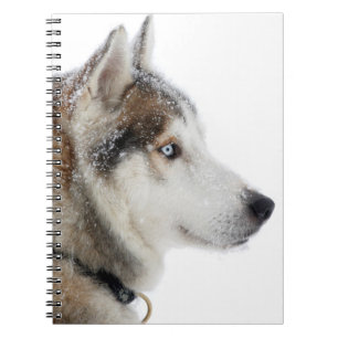 Beautiful Siberian Husky in the Snow Notebook