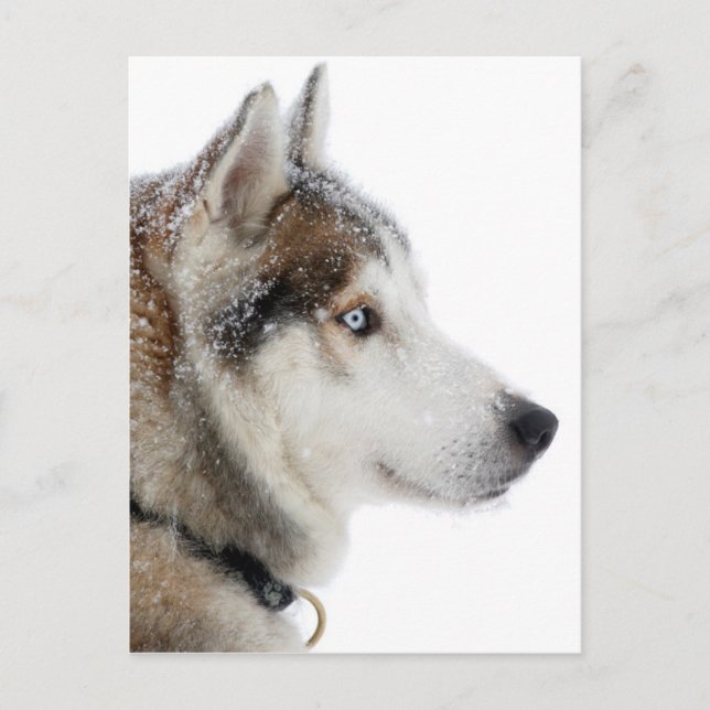 Beautiful Siberian Husky in the Snow Postcard (Front)
