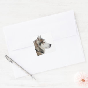 Beautiful Siberian Husky in the Snow Square Sticker