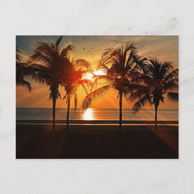 Beautiful Silhouette Sunset Postcard (Front)