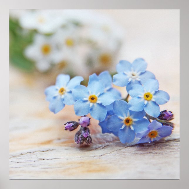 Beautiful Simple Blue Forget-me-not Flowers Poster (Front)