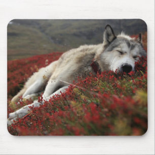 Beautiful Sleeping Wolf Mouse Mat