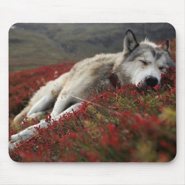 Beautiful Sleeping Wolf Mouse Mat (Front)