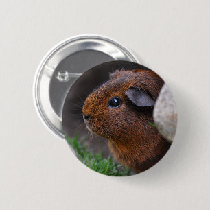 Beautiful Smooth Gold Agouti Guinea Pig 6 Cm Round Badge