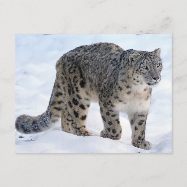 Beautiful snow leopard postcard (Front)