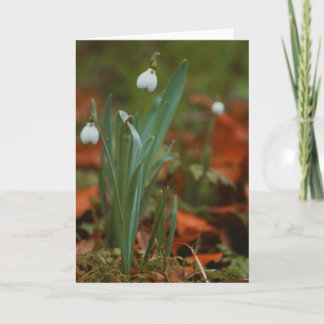Beautiful snowdrop flower photography blank card