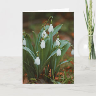 Beautiful snowdrop flower photography blank card