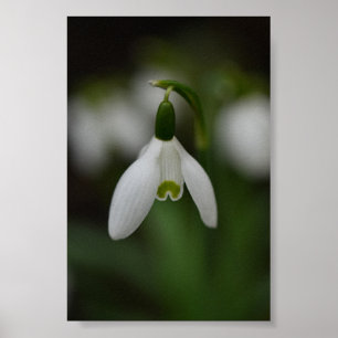 Beautiful Snowdrop Up Close Poster