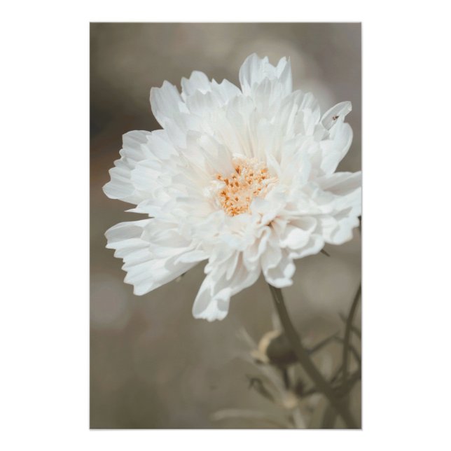 Beautiful Snowy White Flower Blossoms Floral Poster (Front)