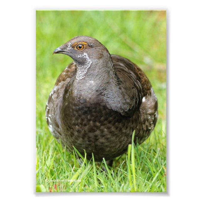 Beautiful Sooty Grouse in the Grass Photo Print (Front)