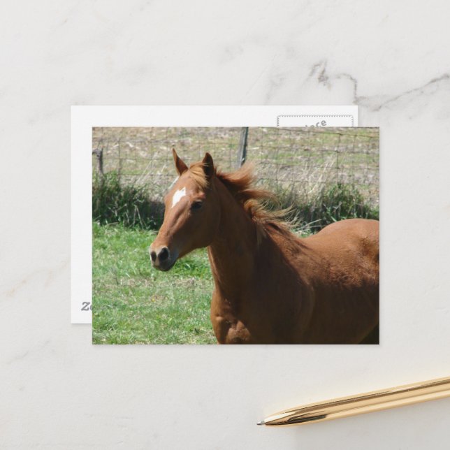 Beautiful Sorrel Gelding in Summer Pasture Postcard (Front/Back In Situ)