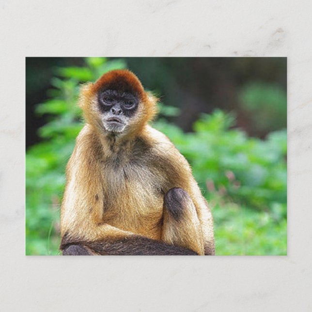 Beautiful Spider Monkey Postcard (Front)