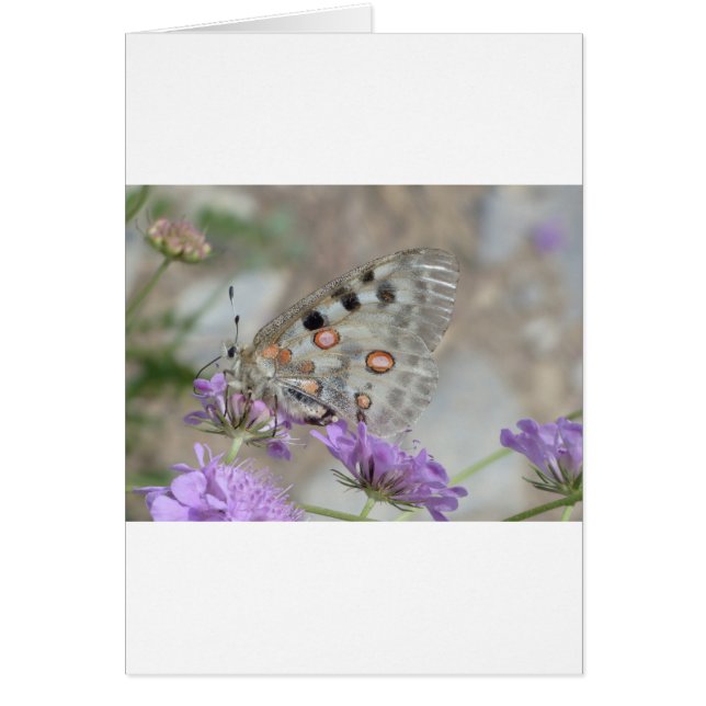 Beautiful Spotted Butterfly (Front)