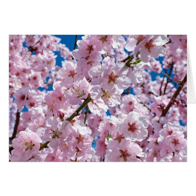 Beautiful Spring Cherry Blossoms Blank Inside (Front Horizontal)