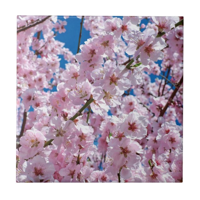 Beautiful Spring Cherry Blossoms Ceramic Tile (Front)