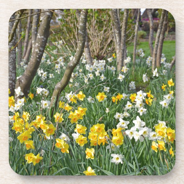 Beautiful spring daffodil garden coaster (Front)