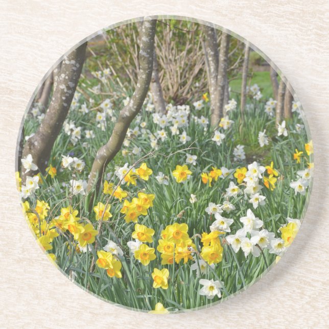 Beautiful spring daffodil garden coaster (Front)