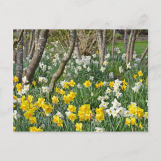 Beautiful spring daffodil garden postcard