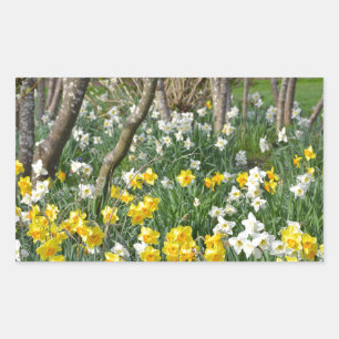 Beautiful spring daffodil garden rectangular sticker
