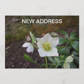 Beautiful Spring Flower New Address Announcement