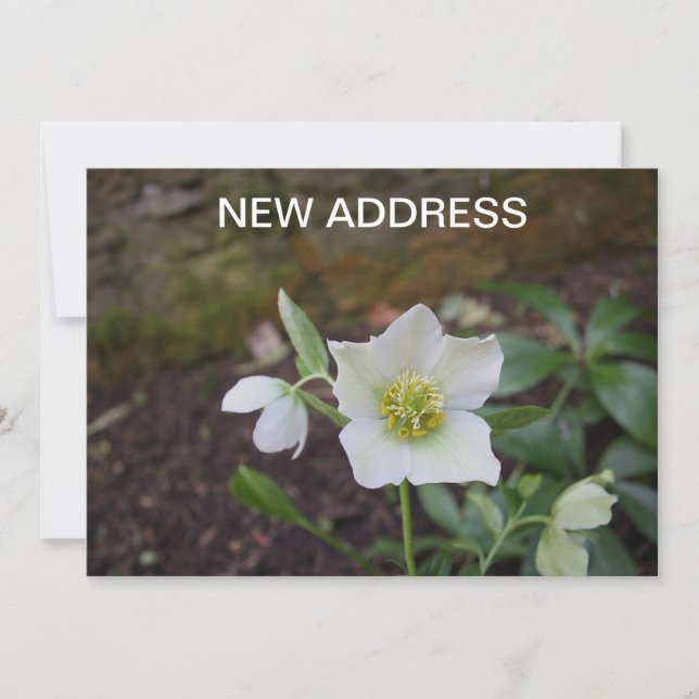 Beautiful Spring Flower New Address Announcement (Front)