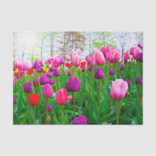 Beautiful Spring Flowers - Pink and Purple Tulips Tissue Paper