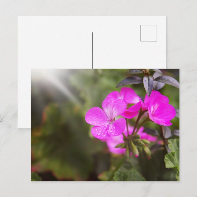 Beautiful spring flowers postcard (Front/Back)