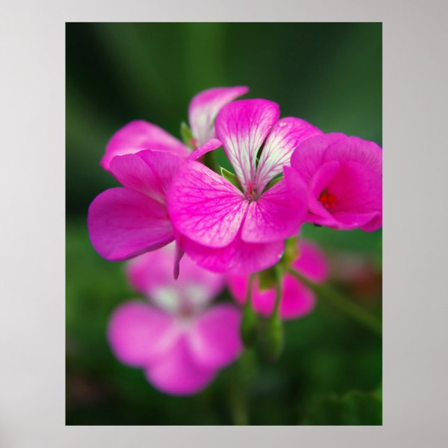 Beautiful spring flowers poster (Front)