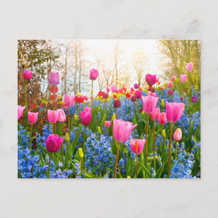 Beautiful Spring Flowers - Tulips and Hyacinth Postcard