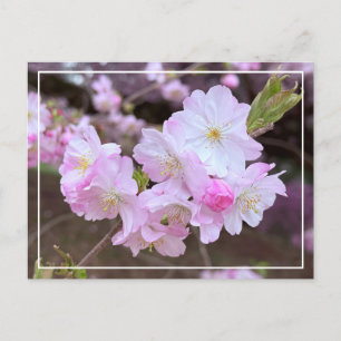 Beautiful Spring Pink Cherry Blossom Chic Postcard