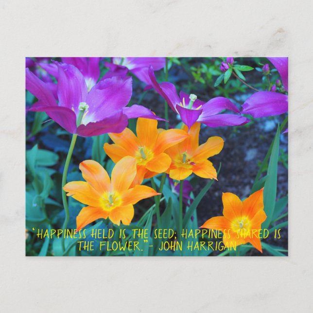 Beautiful Spring Tulips Orange Purple Postcard  (Front)