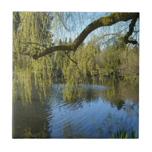 beautiful spring willow trees by water pond. ceramic tile