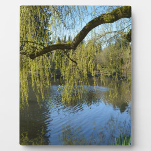 beautiful spring willow trees by water pond. plaque