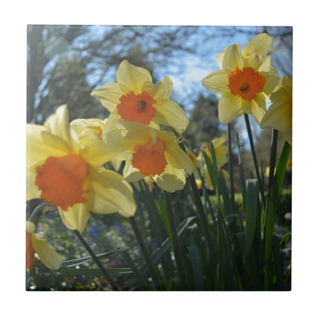 Beautiful spring yellow,orange daffodil flowers ceramic tile (Front)