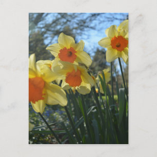Beautiful spring yellow,orange daffodil flowers postcard
