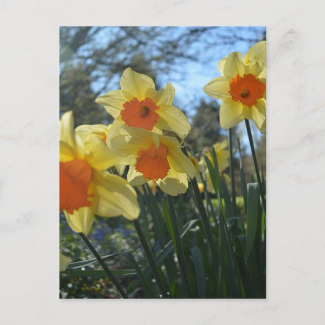 Beautiful spring yellow,orange daffodil flowers postcard (Front)