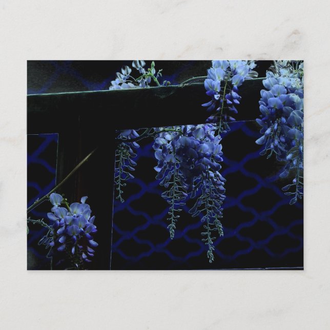 Beautiful Strange Blue Lavender Wisteria Night Postcard (Front)