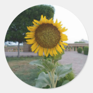 Beautiful Stunning Sunflower Classic Round Sticker