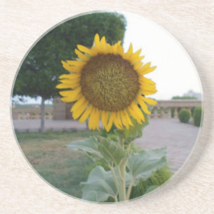 Beautiful Stunning Sunflower Coaster